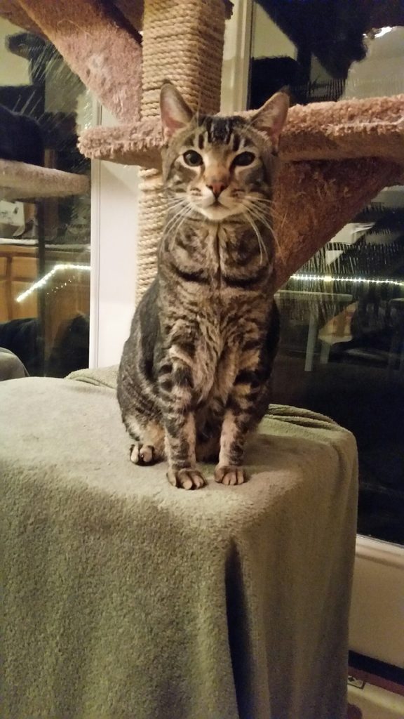 Chancey sitting on a cushioned cat tree beside a window.