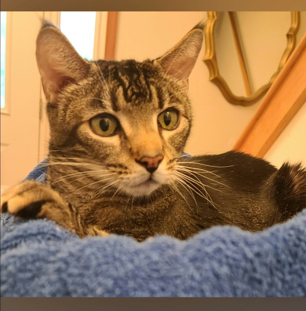 Chancey resting on a blue blanket